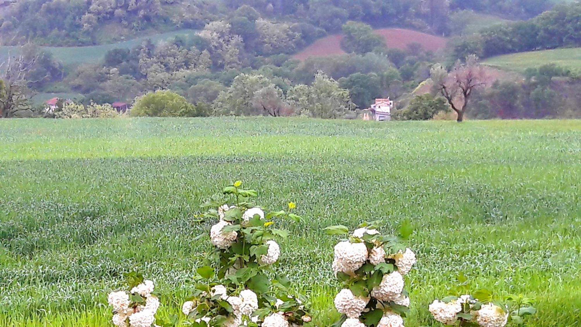 Le Bumbarelle Bed & Breakfast Tavoleto ภายนอก รูปภาพ